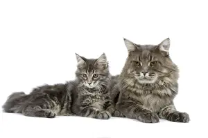 Cat - Maine Coon blue blotched tabby - adult & kitten