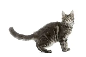 Cat - Maine Coon blue blotched tabby in studio