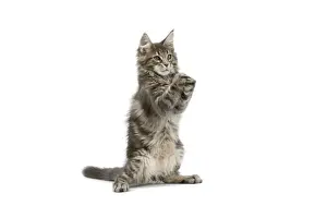 Cat - Maine Coon blue blotched tabby in studio on hind legs