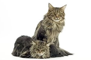 Cat - Maine Coon Brown Tabby
