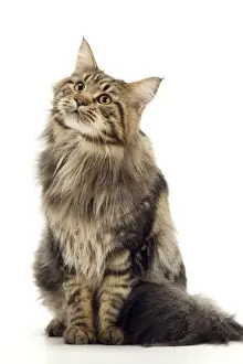 Cat - Maine Coon Brown Tabby