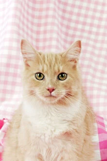 4 Gallery: CAT - Maine coon cat sitting on blanket (head shot)