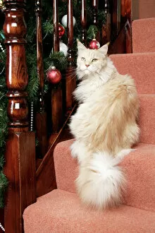 In House Gallery: CAT. Maine Coon cat on stairs + Christmas decorations