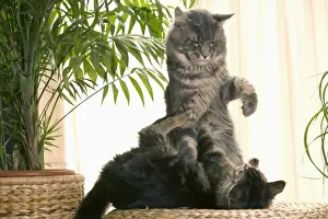 CAT - two Maine Coon cats playing