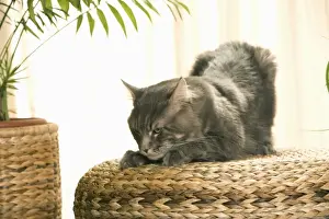 Maine Coon Prints: Cat - Maine Coon clawing top of woven bed