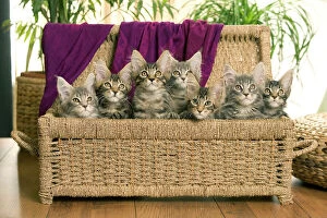 Kittens Collection: Cat - Maine Coon - group of seven kittens in basket