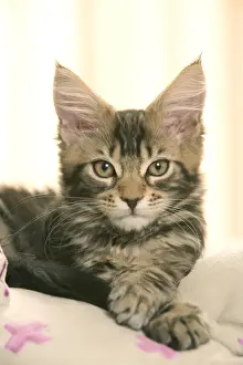 Cat- Maine coon kitten