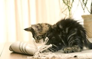 Cat - Maine Coon kitten clawing / playing with rug