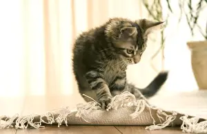 Maine Coon Prints: Cat - Maine Coon kitten clawing rug