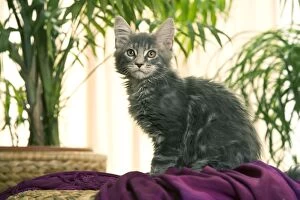 Cat - Maine Coon kitten, grey