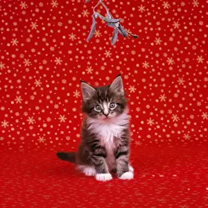 Mistletoe Prints: Cat - Maine Coon Kitten under mistletoe