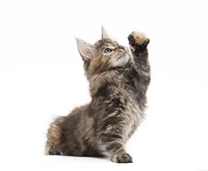 Cat Maine Coon kitten paw raised