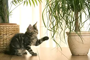 Maine Coon Prints: Cat - Maine Coon kitten playing with plant in flowerpot