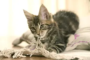 Cat- Maine coon kitten playing with rug