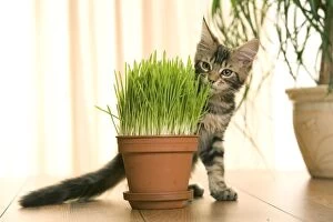 Cat - Maine Coon kitten sniffing grass in flowerpot