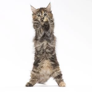 Cat Maine Coon kitten standing