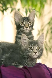 Cat - Maine Coon - two kittens