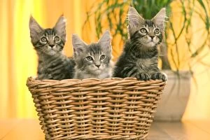 Cat - three Maine Coon kittens in basket