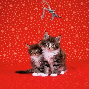 Cat Maine Coon kitten