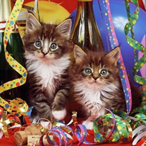 CAT - Maine Coon kittens in party setting