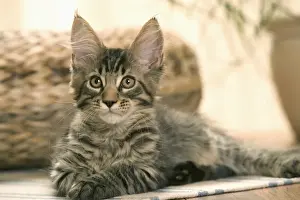 Cat - Maine Coon - Lying down