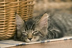 Maine Coon Prints: Cat - Maine Coon - Lying down asleep