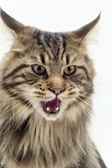 Cross Prints: Cat - Maine Coon, mouth open