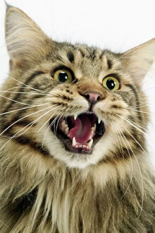 Calling Collection: Cat - Maine Coon with mouth open, showing teeth