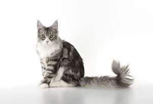 Cat Maine Coon sitting