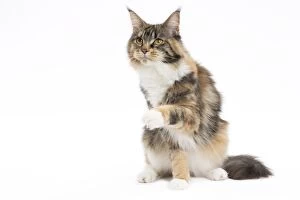 4 Gallery: Cat Maine Coon sitting raised paw