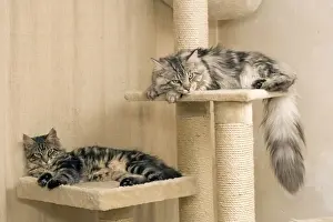 Equipment Prints: Cat - Two Maine Coons asleep on platform ontop of scratching post