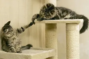 Cat- Maine coons playing on scratching post