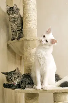 Head On One Side Prints: Cat- Maine coons on scratching post