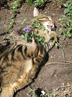 Cat - male Tabby rolling ecstatically on Cat-nip plants & appears quite intoxicated