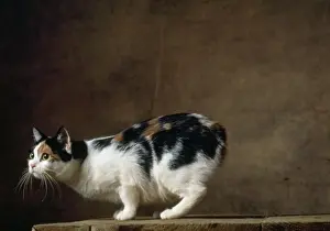 Tricolour Prints: Cat - Manx Cat - Tricolour