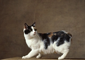 Images Dated 13th May 2010: Cat - Manx Cat - Tricolour