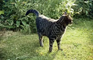 Marking Territory Prints: Cat - about to mark it's territory