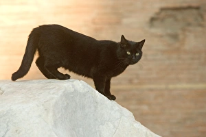 Images Dated 31st October 2005: Cat - Markets of Trajan - Rome - Italy