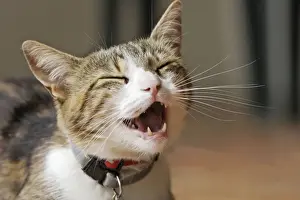 Miaowing Prints: Cat - miaowing / calling