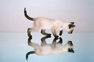 Images Dated 25th September 2012: Cat - on mirror