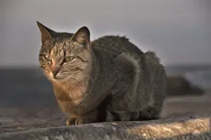 North Africa Prints: Cat - Morocco