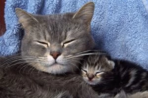 Images Dated 24th March 2011: Cat - mother and 10 day old kitten asleep