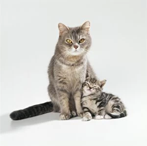 Mother's Day Gallery: CAT - mother and 35 day old kitten