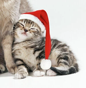Images Dated 6th December 2007: Cat - Mother & 35 day old Kitten wearing Christmas hat