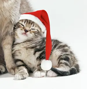 Cat - Mother & 35 day old Kitten wearing Christmas hat