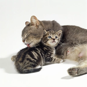 Cat - mother & kitten 55 days old