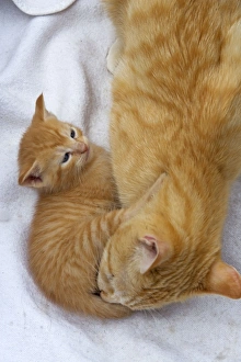 Cat - ginger kitten grooming