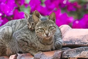 Cat - mother & kitten