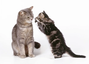 CAT - Kitten - On hind legs, 55 days old