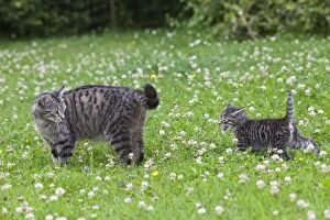 Images Dated 26th June 2011: Cat - mother with kitten in garden - Lower Saxony - Germany
